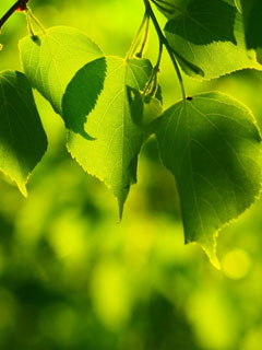 Green Leaves wallpaper for Windows Phone