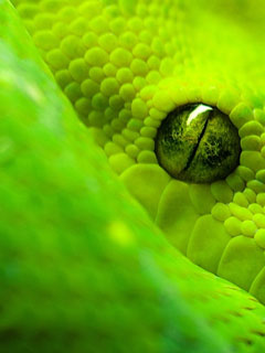 Green Snake wallpaper for Windows Phone