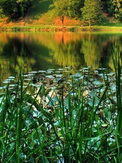 Green Water wallpaper for iPhone