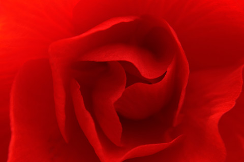 Red Rose wallpaper for Android