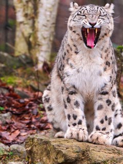 White Tiger wallpaper for Windows Phone