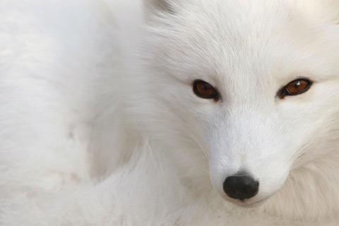 Wild Eyes wallpaper for Android
